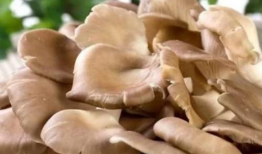 17c吃瓜黑蘑菇爆料,揭秘娱乐圈不为人知的幕后故事